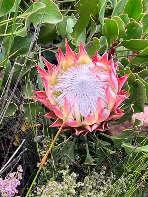 a large pink and white flower on a plant at Serenity self-catering 2-bed unit in Hermanus