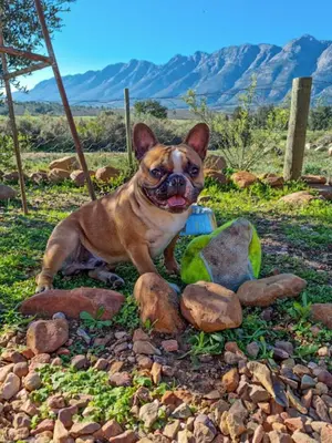 a small dog sitting on a pile of rocks at 31 on Witzenberg, Tulbagh in Wolseley