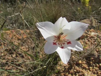 a white flower sitting on the ground at Lovely Kaapgracht, rental unit with free parking in Cape Town