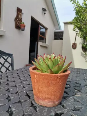 a potted plant sitting on top of a table at Somerset west Mountain road cottage in Cape Town