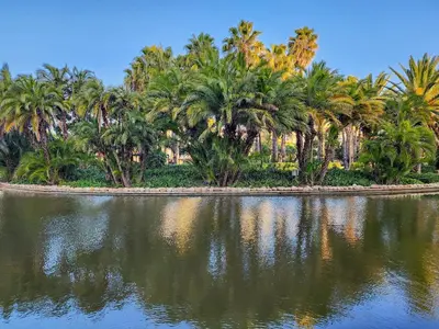 a group of palm trees on the side of a body of water at Walkable, pools, park and great for families in Cape Town