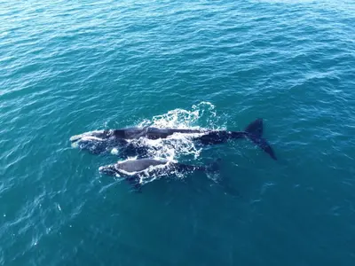 a couple of dolphins swimming in the water at Waterfront Studio apartment no 5 in Hermanus