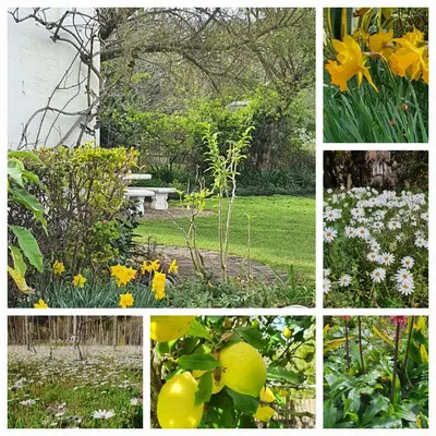a collage of photos of a garden with flowers at Belle vallée Cottage in Greyton