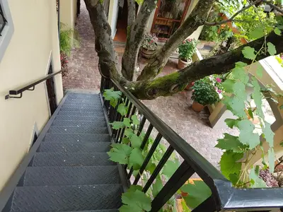 a tree on the stairs of a building at 10 Alexander B&B in Stellenbosch
