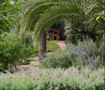 a garden with a palm tree and a house at Birdsong Cottage in Cape Town