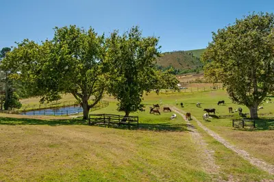 a herd of cows grazing in a field with trees at High Season Farm Luxury Cottages in Hermanus