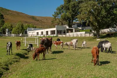 a herd of cows and horses grazing in a field at High Season Farm Luxury Cottages in Hermanus