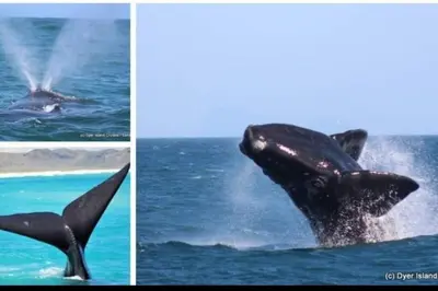 two pictures of a dolphin in the water at MarineView Getaway in Hermanus