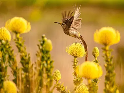 a bird perched on top of a bunch of flowers at Farm Keerweer in Stellenbosch