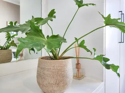 a vase filled with plants sitting on a counter at Strand Boat House in Cape Town
