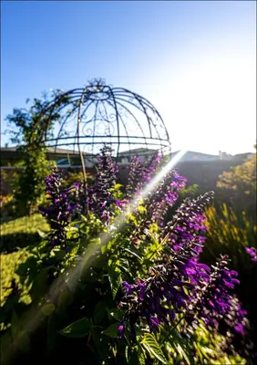 a bird cage in a garden with purple flowers at Pelicans Nest in Onrus in Hermanus