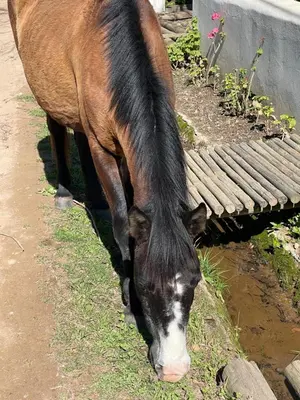 a brown horse eating grass next to a bench at 13 On Vigne in Greyton