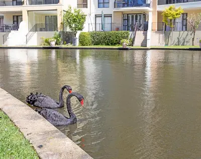 two black swans swimming in a body of water at Capri On Lake 101 The Island Club in Cape Town