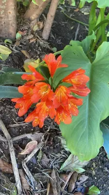 a red flower on the ground with a large leaf at 4 on Belmont Avenue in Somerset West
