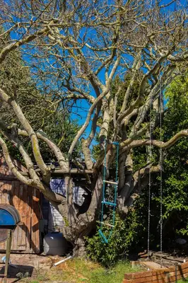a tree with a blue ladder hanging from it at Meah lane , TableView in Cape Town