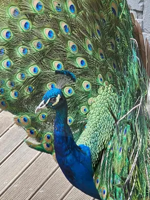 a peacock with its feathers out displaying at Die Heerenhuys Guest Suites in Stellenbosch