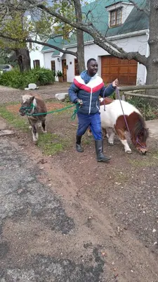 a man walking two animals on a leash at Bluebelle Cottage in Greyton
