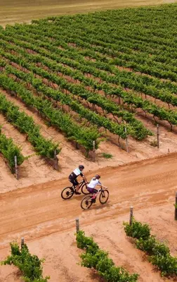 two people riding bikes on a dirt road in a field at Newly Renovated - Stellenbosch Farm Cottage in Stellenbosch