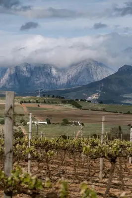 a view of a vineyard with mountains in the background at Newly Renovated - Stellenbosch Farm Cottage in Stellenbosch