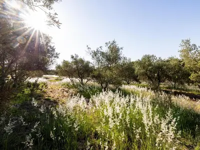 a field of white flowers with trees in the background at Belcharto Accommodation in Stellenbosch