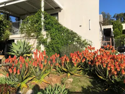 a garden of red flowers in front of a building at Roland’s Valley Art Accommodation in Stellenbosch
