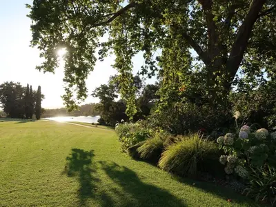 a shadow of a tree in a field with flowers at Navarre Residence in Stellenbosch