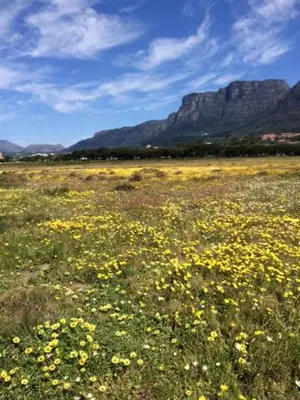 a field of yellow flowers with a mountain in the background at Loft with views in Cape Town