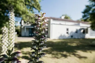 a tall plant in front of a white house at Die Stal at Antioch in Franschhoek