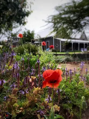a flower garden with a red poppy in the middle at De Dapper Huys in Philadelphia