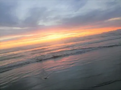 a bird walking on the beach at sunset at Mads Place in Cape Town