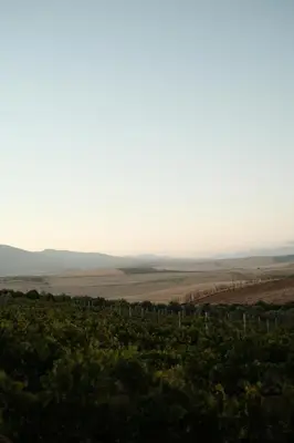a view of a vineyard with trees and hills at Gabriëlskloof Farm House in Botrivier