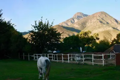 a horse grazing in a field with mountains in the background at Gypsy Mama in Greyton in Greyton