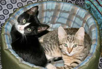 two cats are sitting in a bowl at PONDOKKIE in Greyton