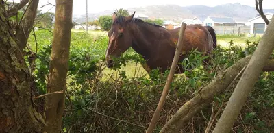 a brown horse standing in a field behind a fence at Watercolour Cottage in Hermanus