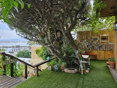 a tree on the side of a house with green grass at Cardamom Cottage, sleeps 3 and 1 min walk to beach in Cape Town