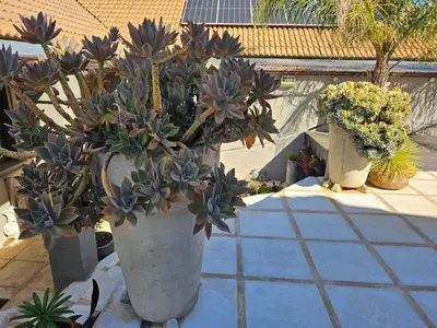 two large white vases with plants in them on a patio at At 37 Masters Way in Brandwacht