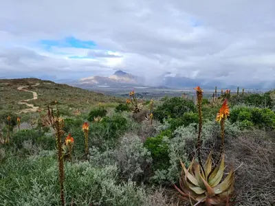 a field of plants with a mountain in the background at At 37 Masters Way in Brandwacht