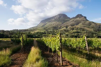 a vineyard with a mountain in the background at Banhoek Lodge in Stellenbosch