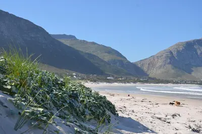 a beach with two dogs walking on the sand at The Beach Cottage Betty's Bay in Bettyʼs Bay