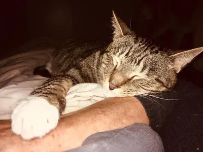 a cat sleeping on a bed next to a person at Tucker's Self Catering Flatlet in Cape Town