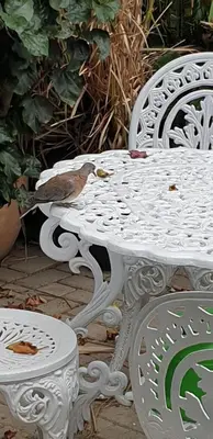 a bird sitting on a white table and chairs at Hibiscus B&B in Strand