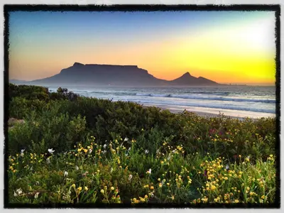 a field of flowers on a beach with mountains in the background at Lazy Days Apartments - Cape Town in Cape Town