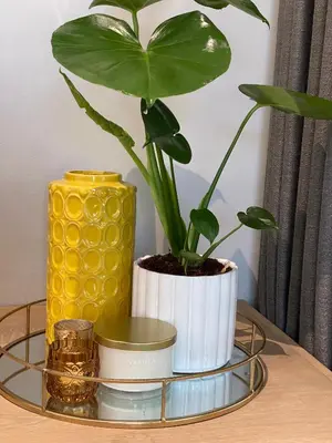 a plant on a tray on a table at The Oak Suite - 7 on Murray Historic Stellenbosch in Stellenbosch