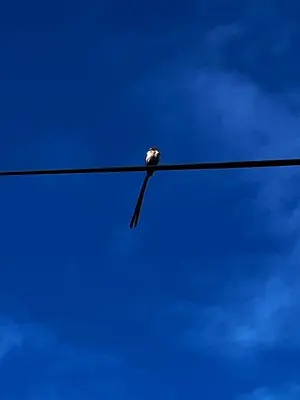 a bird sitting on a wire against a blue sky at Picollo Bocca Villa Kleinmond in Kleinmond