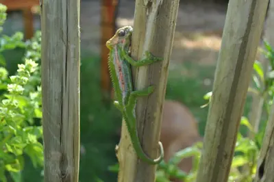 a green lizard climbing on a wooden pole at Roundhouse Guesthouse in Franschhoek