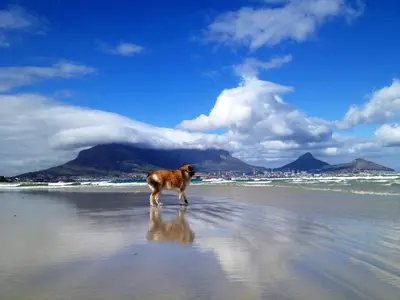a dog standing on a beach with mountains in the background at Aloha Lodge in Cape Town