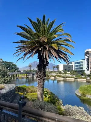 a palm tree in the middle of a river at Bridgewater Studio Apartment in Century City