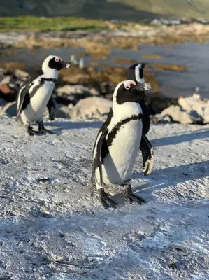 a group of three penguins standing on a beach at Silver’s Rest Beach House in Clareport