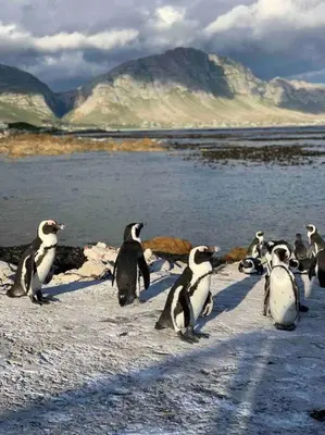 a group of penguins walking on a beach near the water at Silver’s Rest Beach House in Clareport