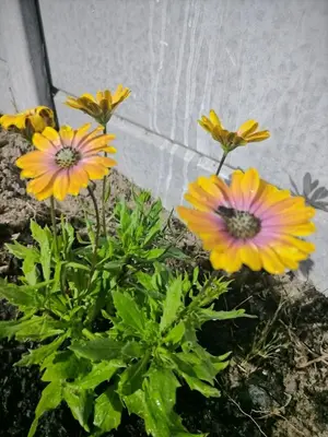 a group of yellow and pink flowers next to a wall at Cethone Luxury Guest House in Cape Town
